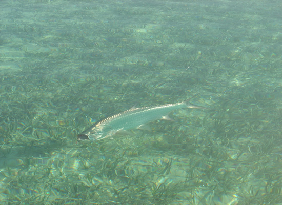 Cuba Tarpon